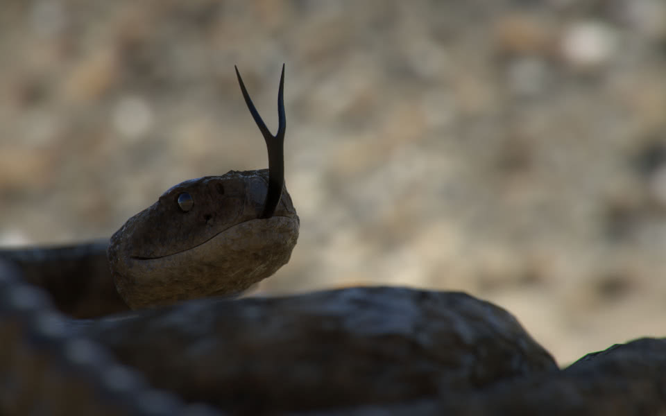 Klapperschlange in Wüste