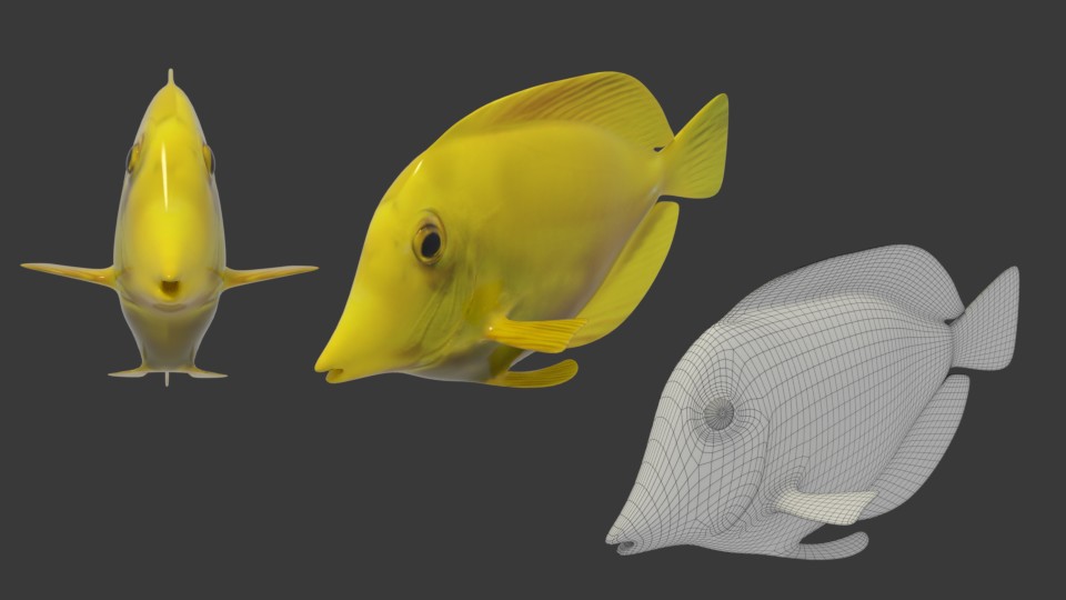 3D Modell Doktorfisch aus verschiedenen Winkeln