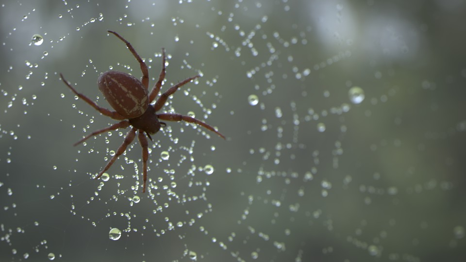 Cross Spider in Spider Web