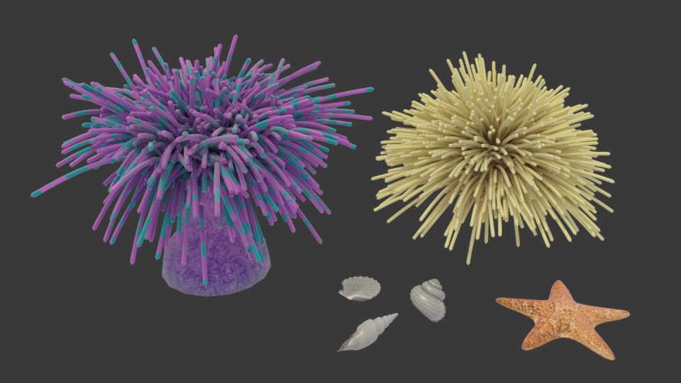 3D Models of Anemones, Shells and Starfish